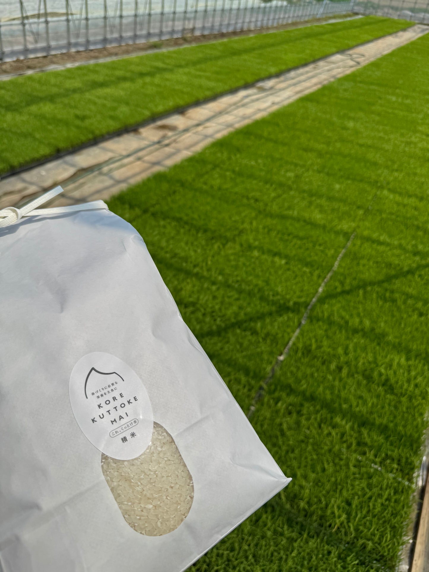 【令和6年産】korekuttokemai 新潟県産コシヒカリ白米 5㎏