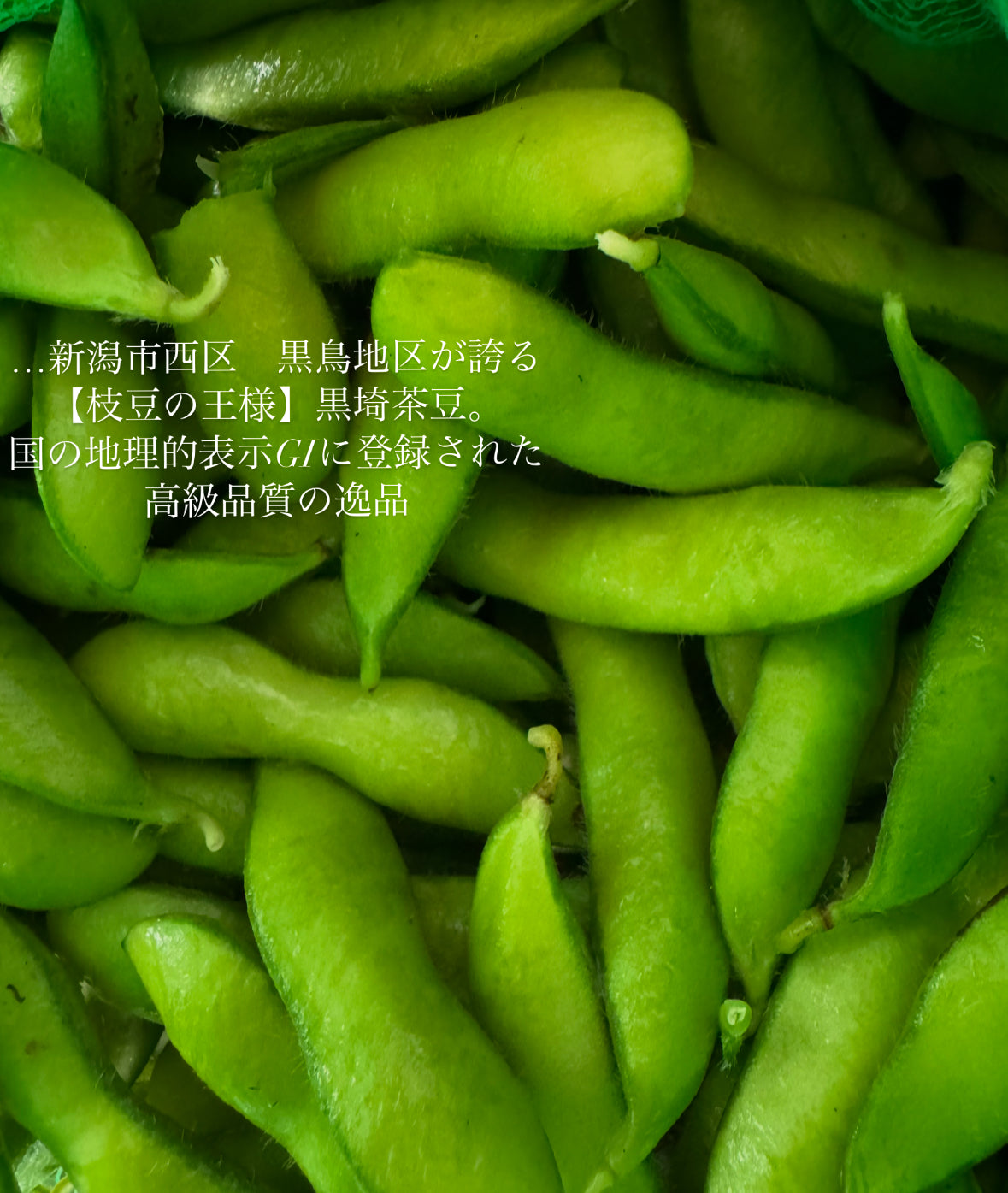 黒鳥産 黒埼茶豆 2㎏ 【発送期間8月1日〜8月7日】