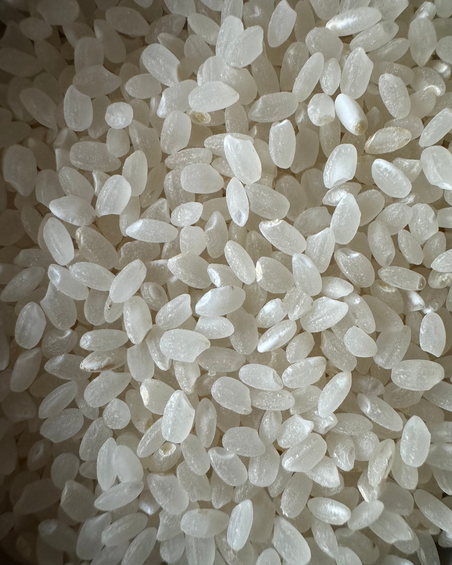 【令和7年産】korekuttokemai 新潟県産コシヒカリ白米　5㎏