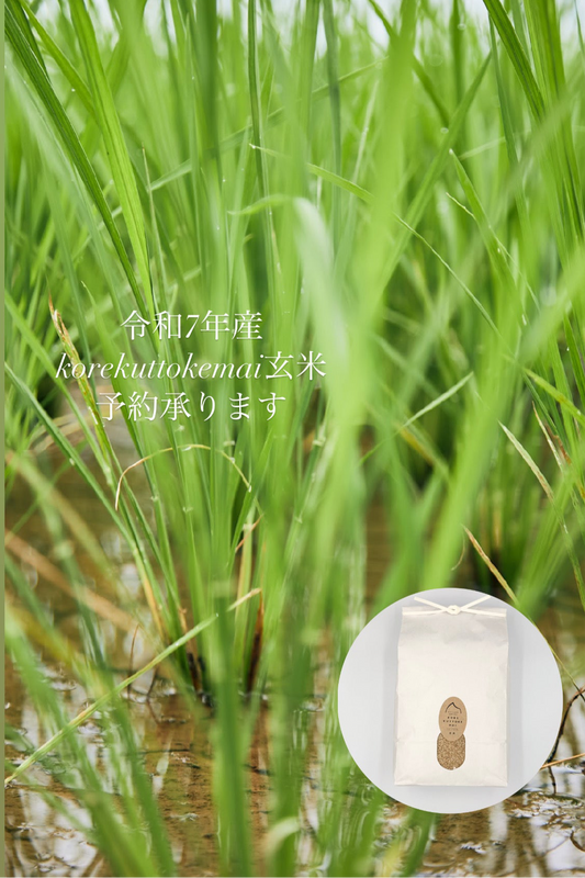 予約【令和7年産】korekuttokemai 新潟県産コシヒカリ玄米　5㎏