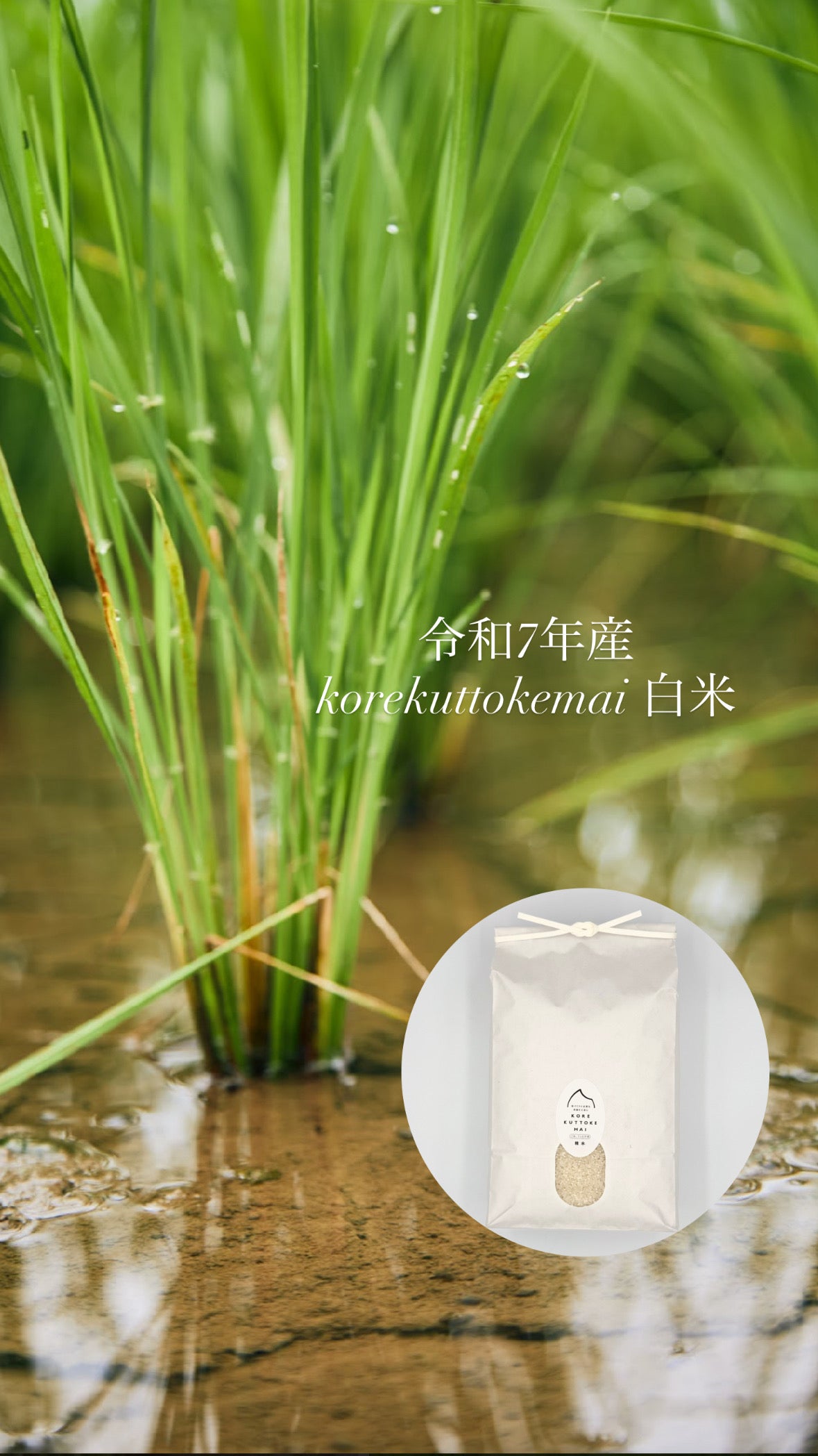 【令和7年産】korekuttokemai 新潟県産コシヒカリ白米　5㎏