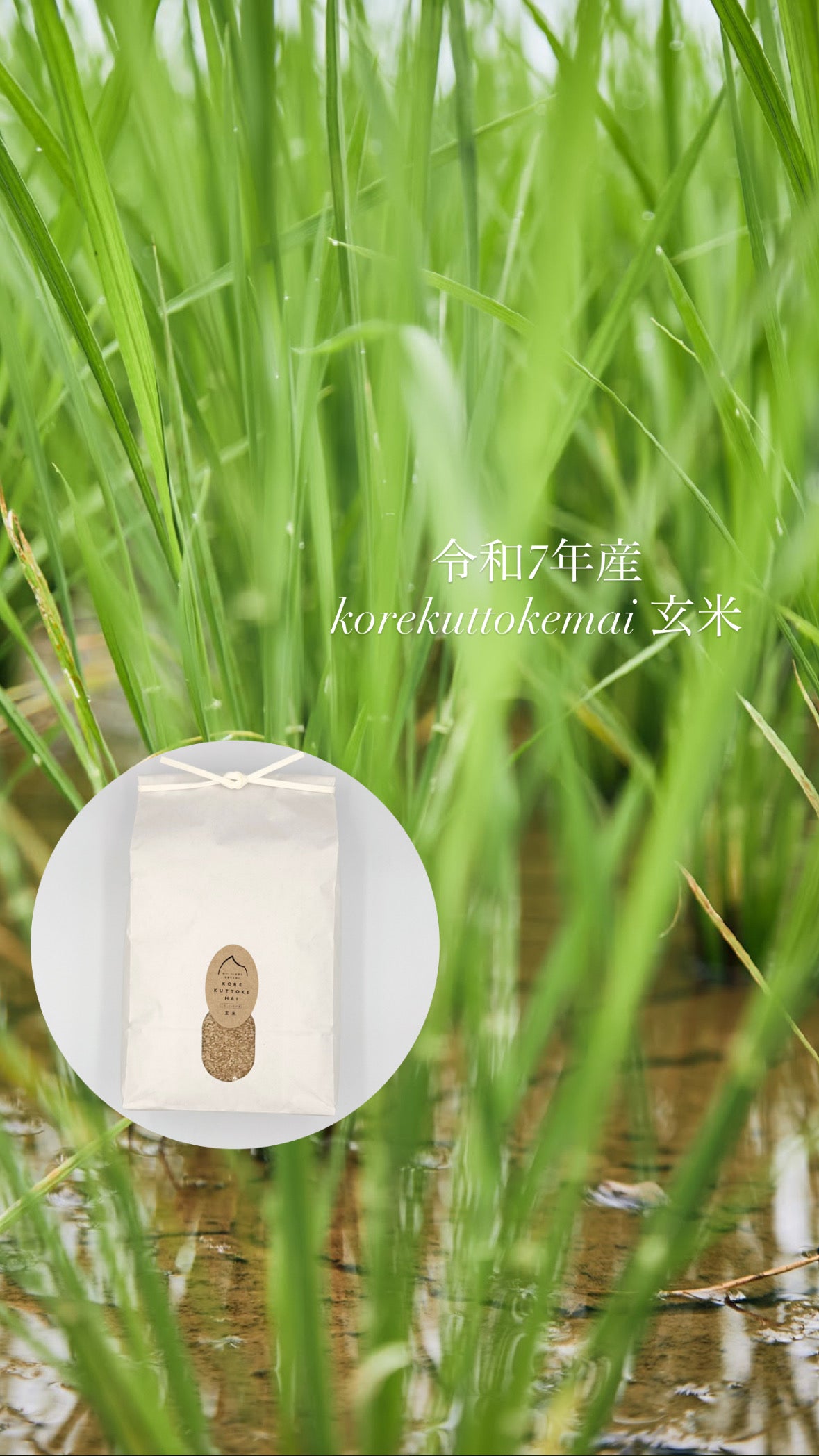 【令和7年産】korekuttokemai 新潟県産コシヒカリ玄米　5㎏